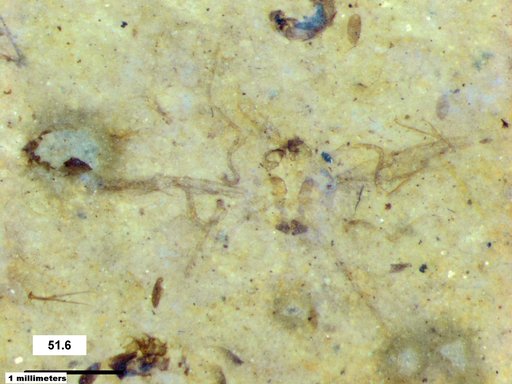 Chaoboridae