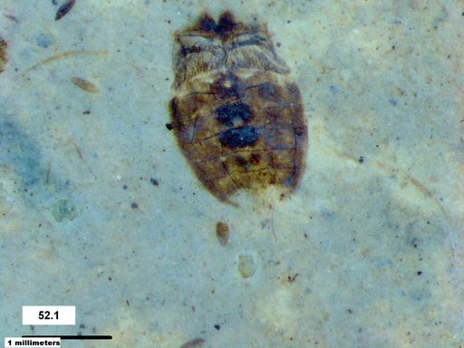 Corixidae