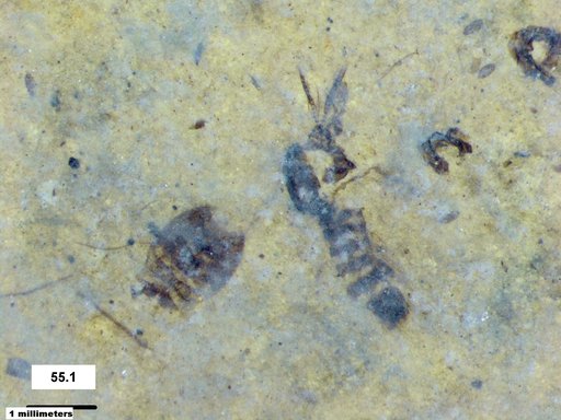 Corixidae