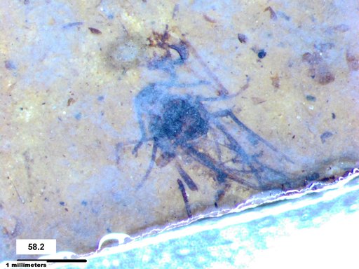 Aphididae