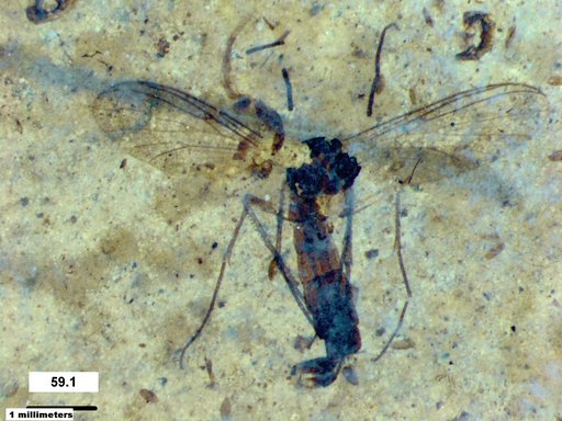 Mycetophilidae
