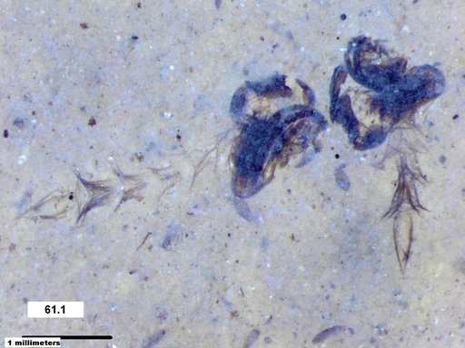 Chaoboridae