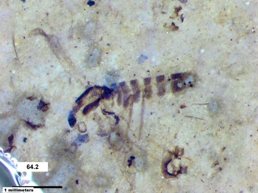 Chaoboridae