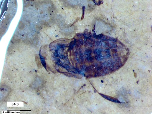 Corixidae