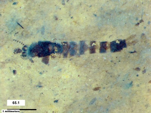 Chaoboridae