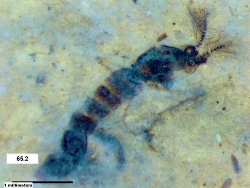 Chaoboridae