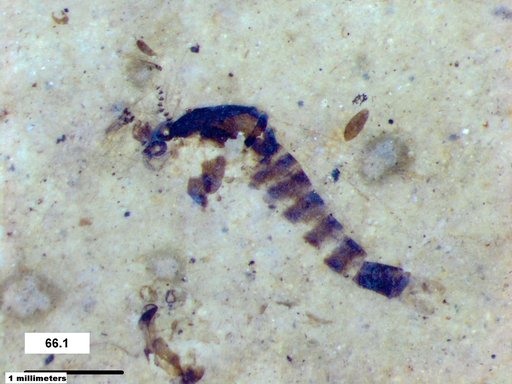Chaoboridae