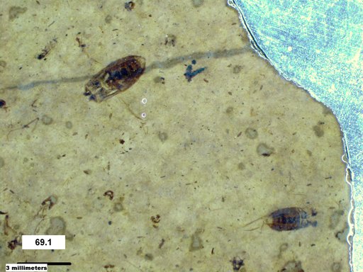 Corixidae