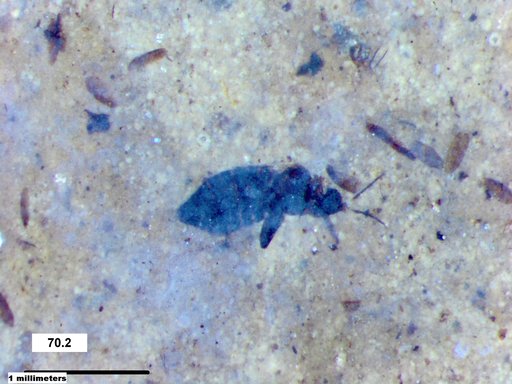 Genus sp