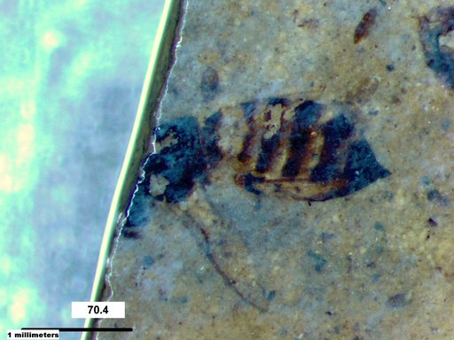 Genus sp
