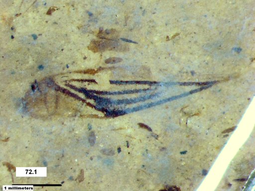 Corixidae