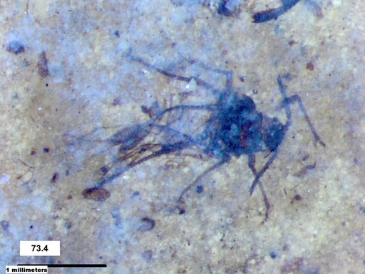 Aphididae