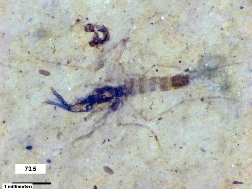 Chaoboridae