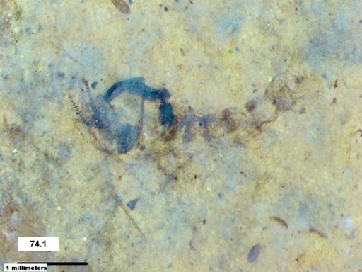 Chaoboridae