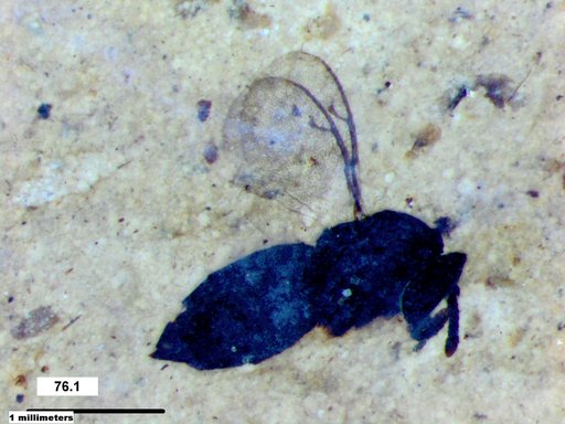 Genus sp