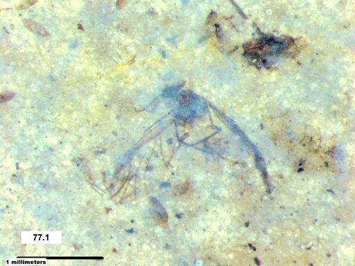 Aphididae