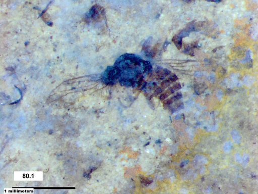 Diptera