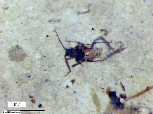 Aphididae