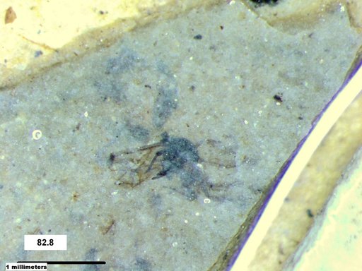Aphididae
