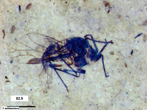 Aphididae