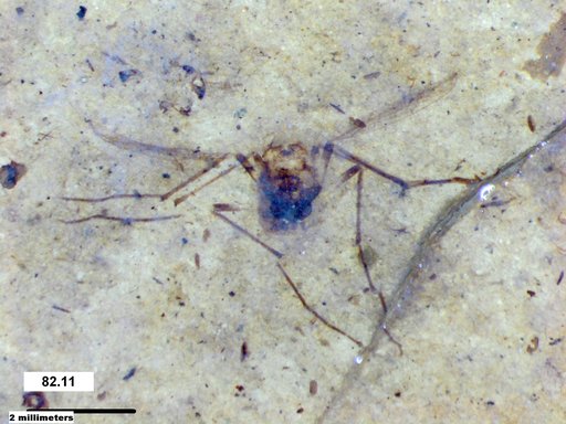 Diptera
