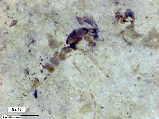 Chaoboridae