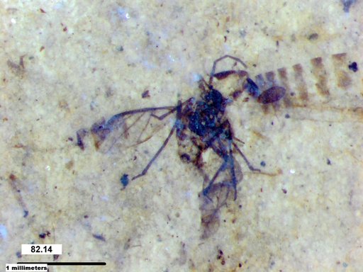 Aphididae
