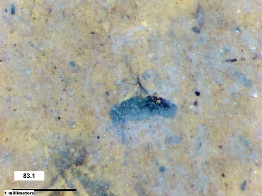Genus sp