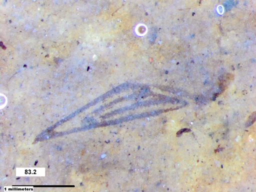 Corixidae