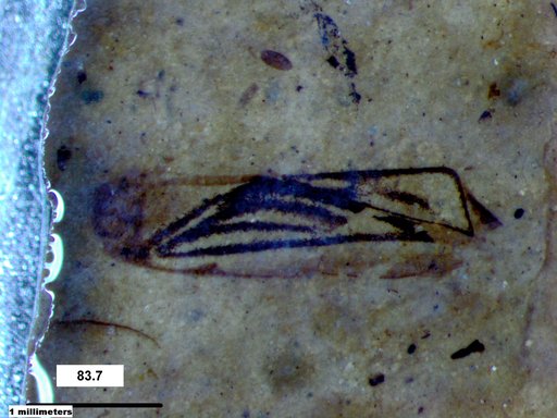 Corixidae