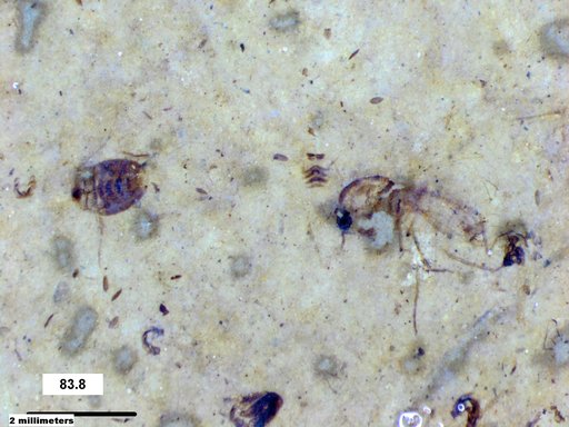 Diptera