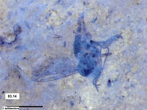 Diptera