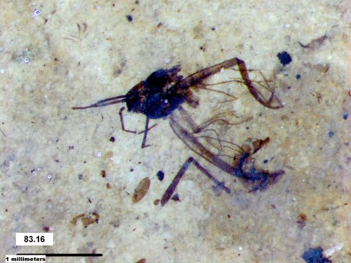 Aphididae