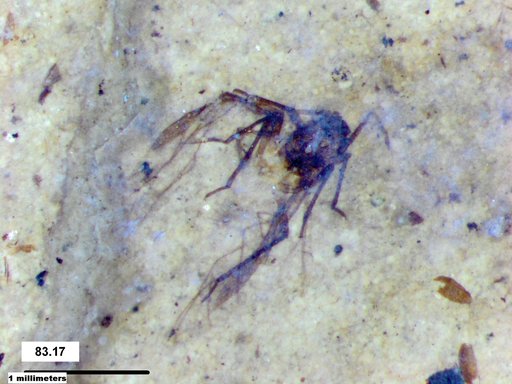 Aphididae
