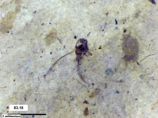 Aphididae