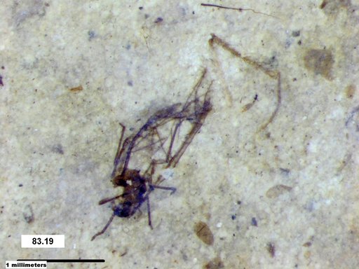 Aphididae