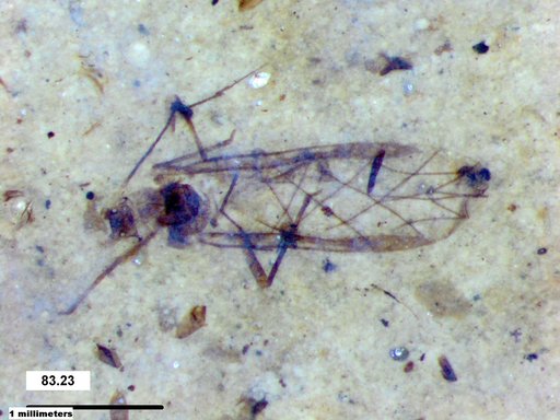 Diptera