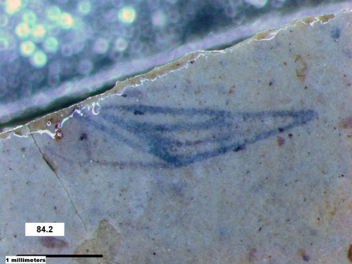 Corixidae