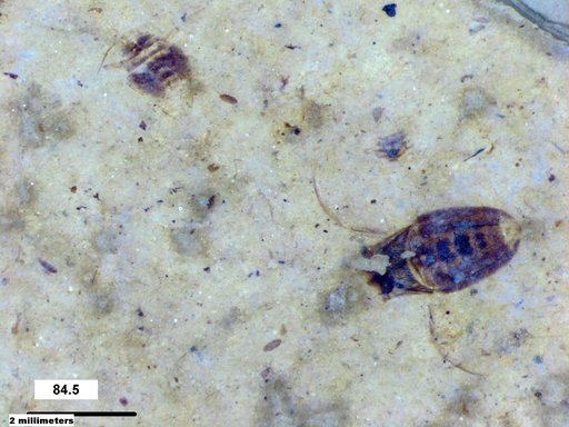 Corixidae