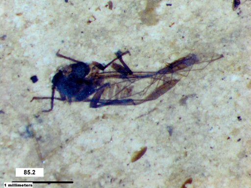 Aphididae