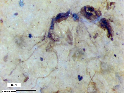 Chaoboridae