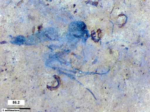 Mycetophilidae