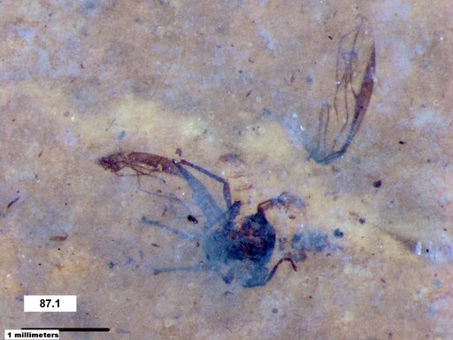 Aphididae