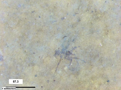 Genus sp
