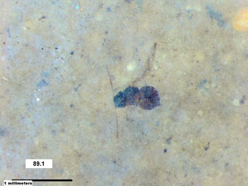 Genus sp