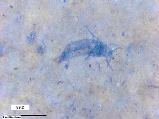 Aphididae