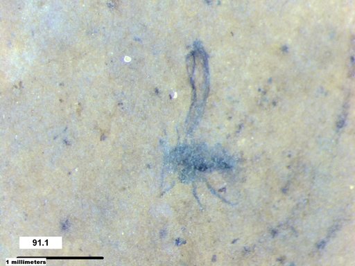 Aphididae