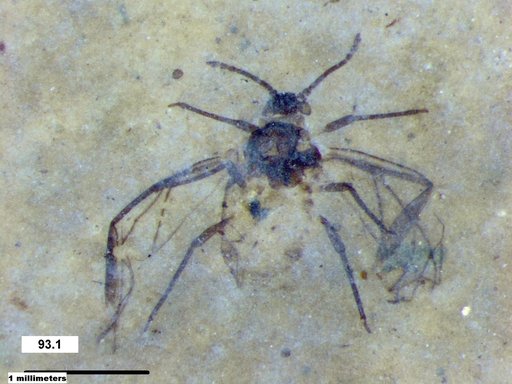 Aphididae