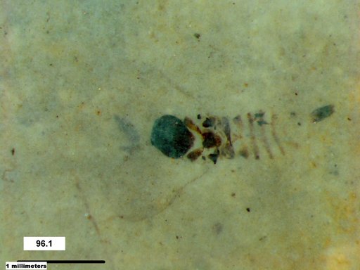 Genus sp