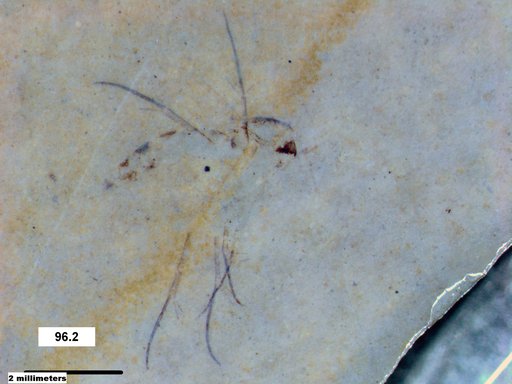 Mycetophilidae